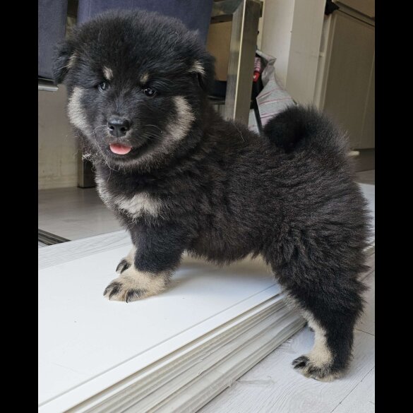 Eurasier - Both