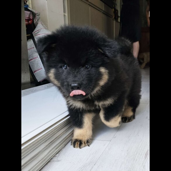 Eurasier - Both
