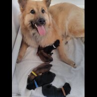 Eurasier - Both