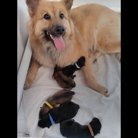 Eurasier - Both