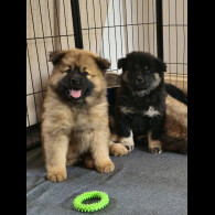 Eurasier - Both