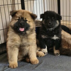 Eurasier - Both