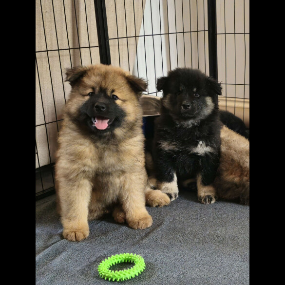 Eurasier - Both