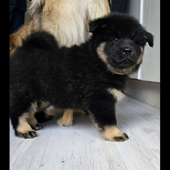 Eurasier - Both