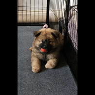 Eurasier - Both