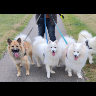 Eurasier - Both