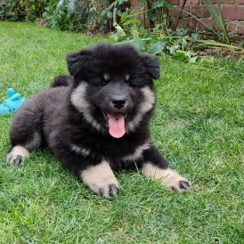 Eurasier - Both