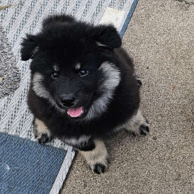 Eurasier - Both