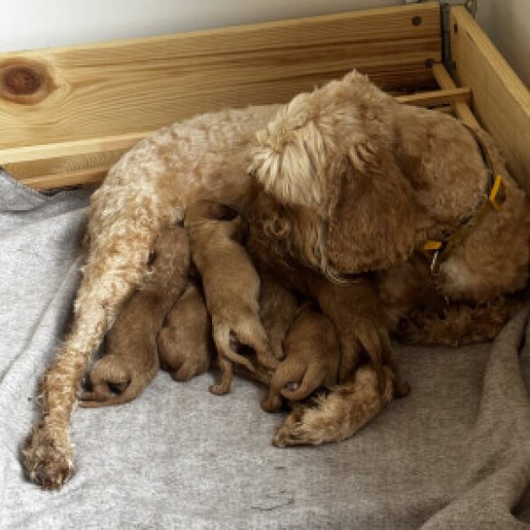 Cockapoo - Both