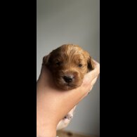 Cockapoo - Both