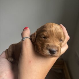 Cockapoo - Both