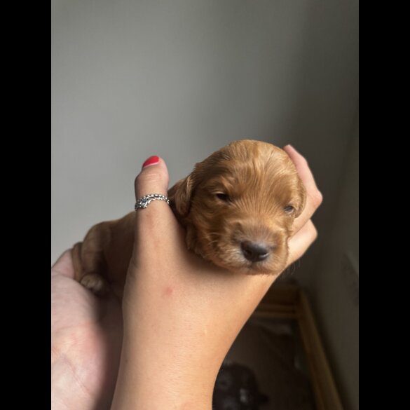 Cockapoo - Both