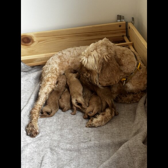 Cockapoo - Both