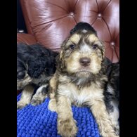 Cockapoo - Both
