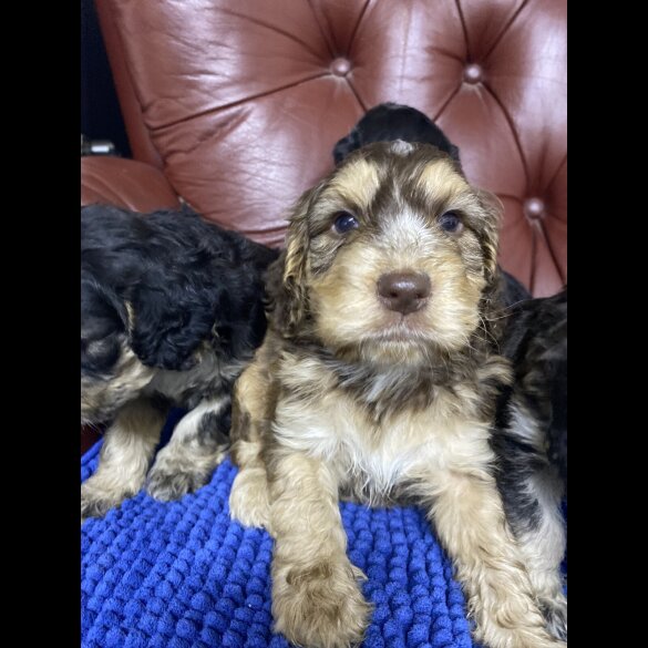 Cockapoo - Both