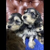 Cockapoo - Both