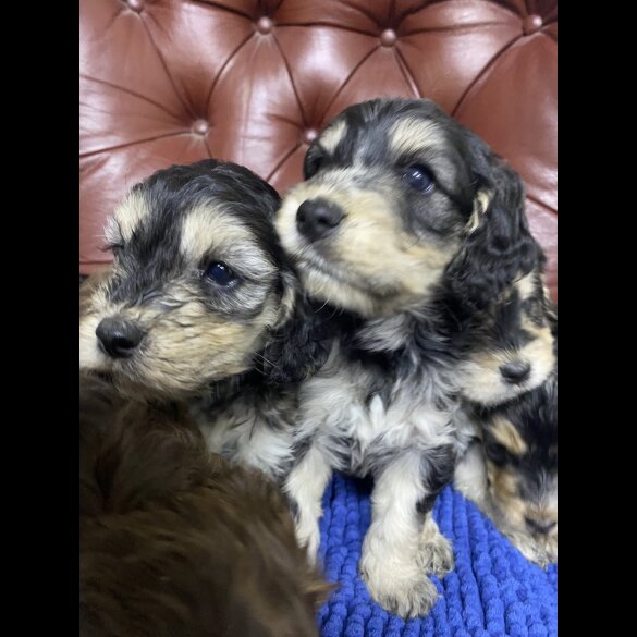 Cockapoo - Both