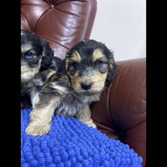 Cockapoo - Both