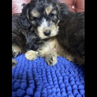 Cockapoo - Both