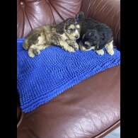 Cockapoo - Both