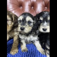 Cockapoo - Both