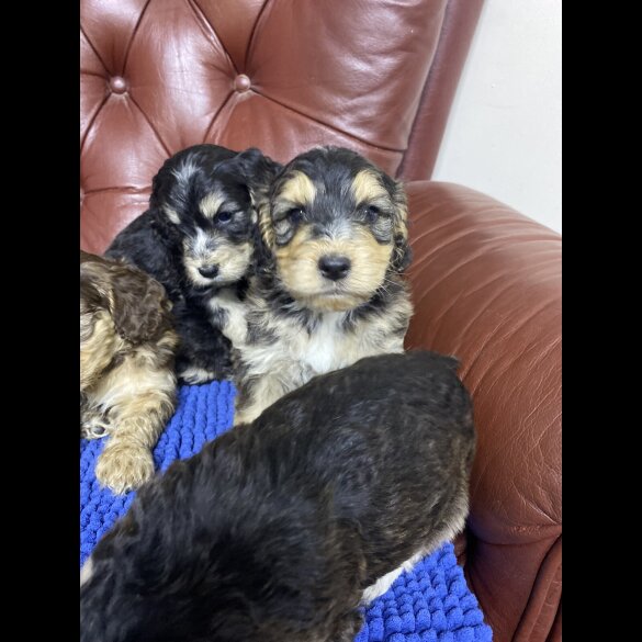 Cockapoo - Both