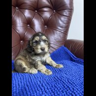 Cockapoo - Both