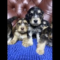 Cockapoo - Both