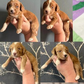 Cockapoo - Both