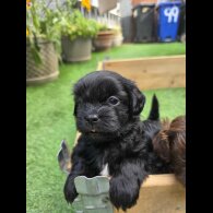 Shihpoo - Both