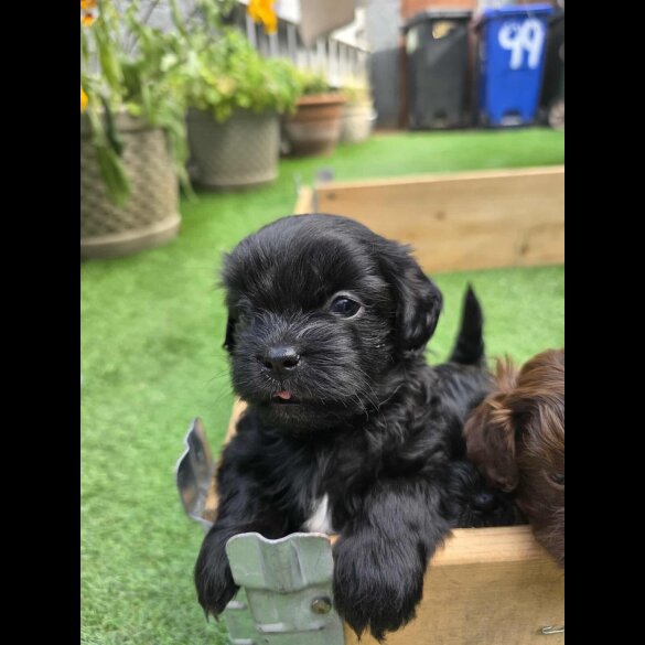 Shihpoo - Both