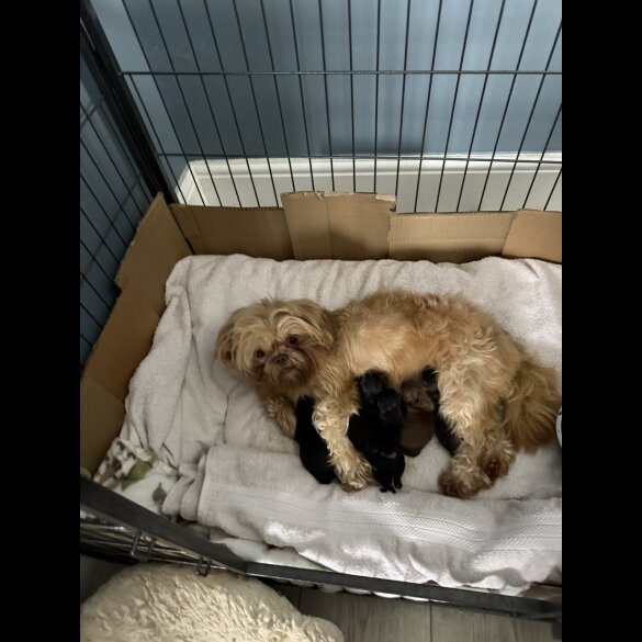 Shihpoo - Both