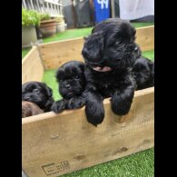 Shihpoo - Both