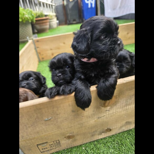 Shihpoo - Both