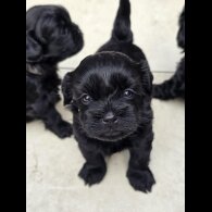 Shihpoo - Both