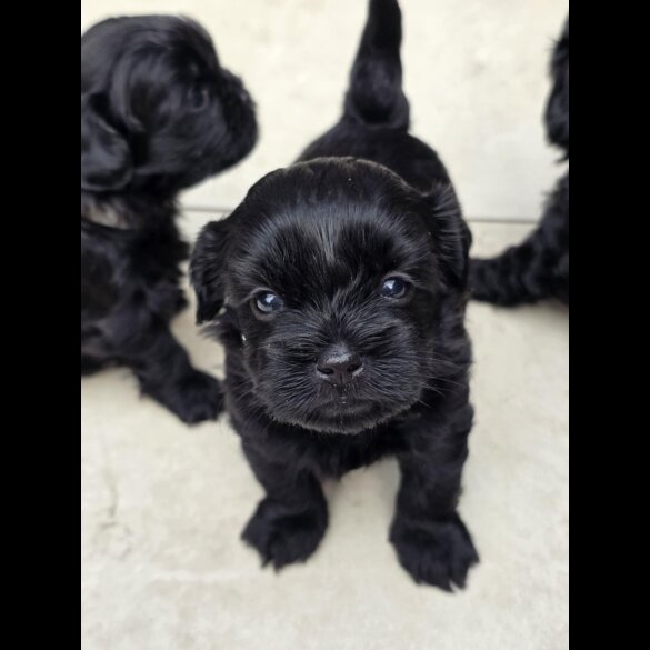 Shihpoo - Both