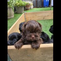 Shihpoo - Both