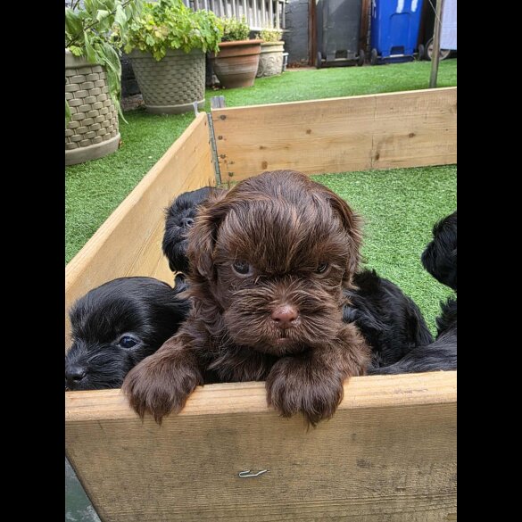 Shihpoo - Both