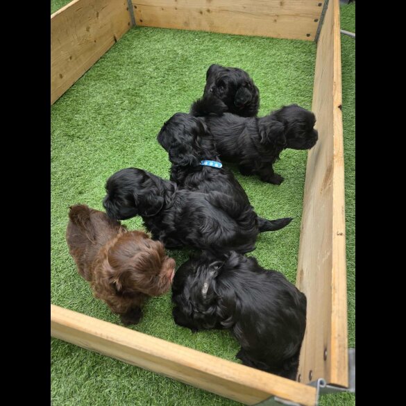 Shihpoo - Both