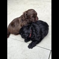 Shihpoo - Both