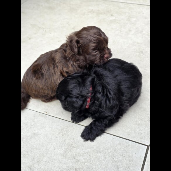 Shihpoo - Both