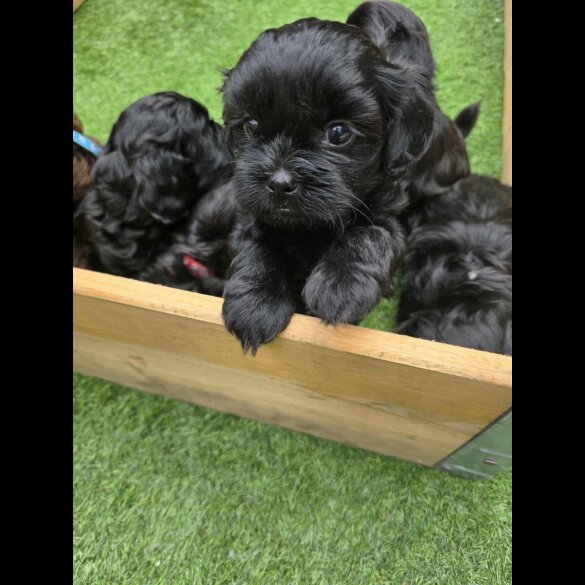 Shihpoo - Both