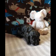 Cockapoo - Dogs