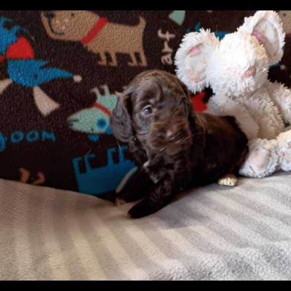 Cockapoo - Dogs