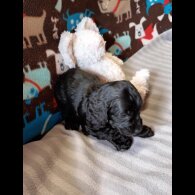 Cockapoo - Dogs