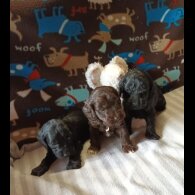 Cockapoo - Dogs