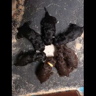 Cockapoo - Dogs