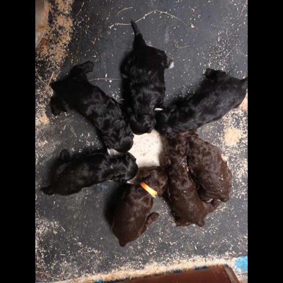 Cockapoo - Dogs