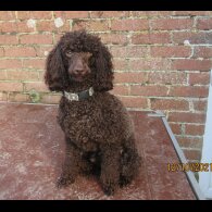 Cockapoo - Dogs
