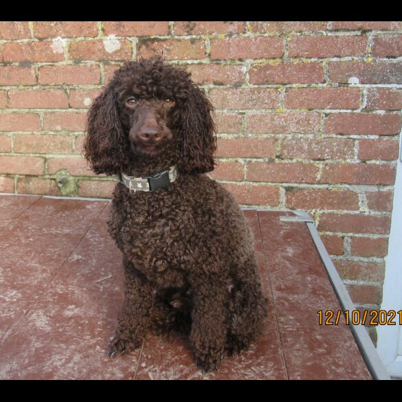 Cockapoo - Dogs